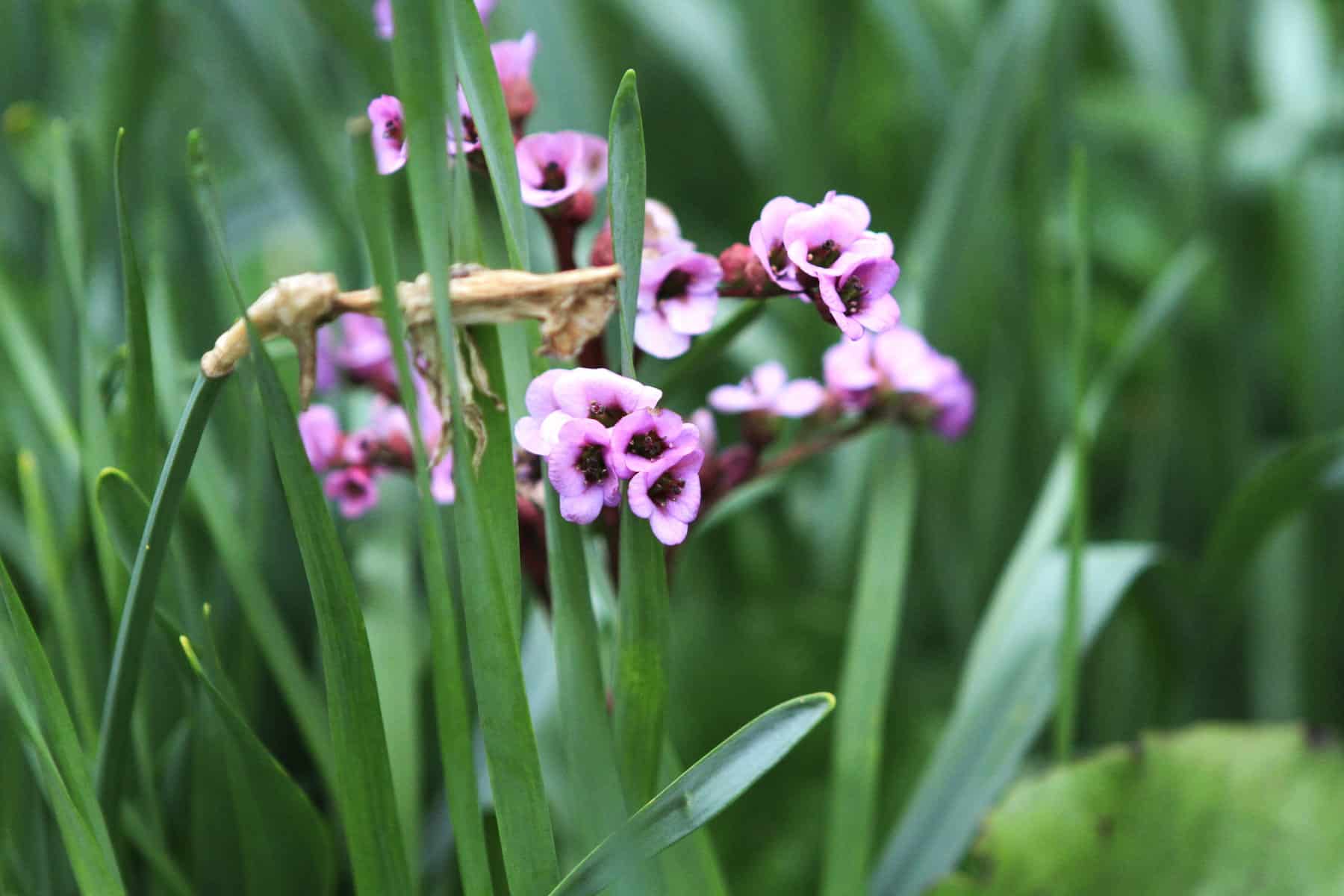 Pomedžių alėja (nuotr. Vaivos Marozienės)