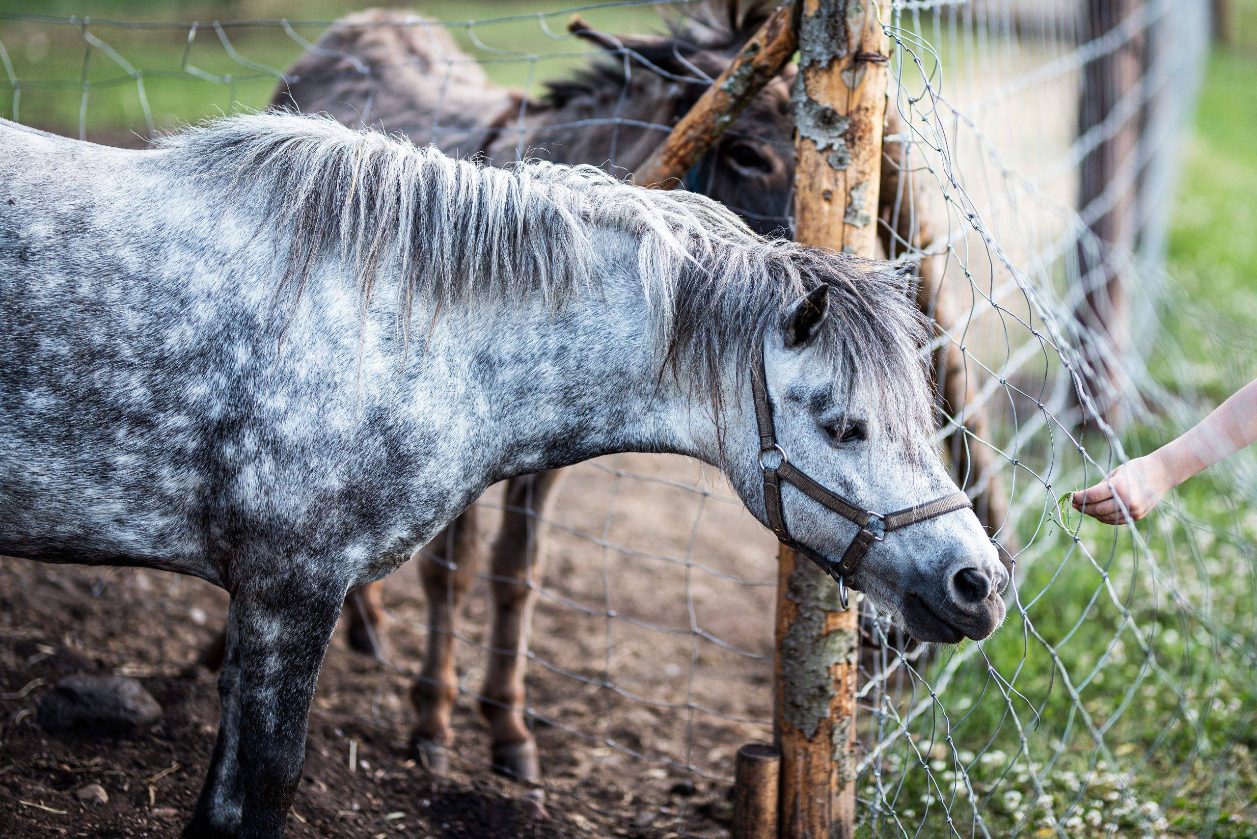 Žirgynai ir jojimo klubai Lietuvoje. Triušiukų slėnis