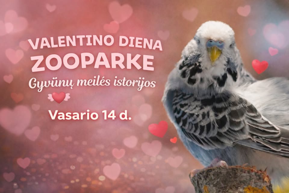 Valentino diena Zoopark Kaune 2026