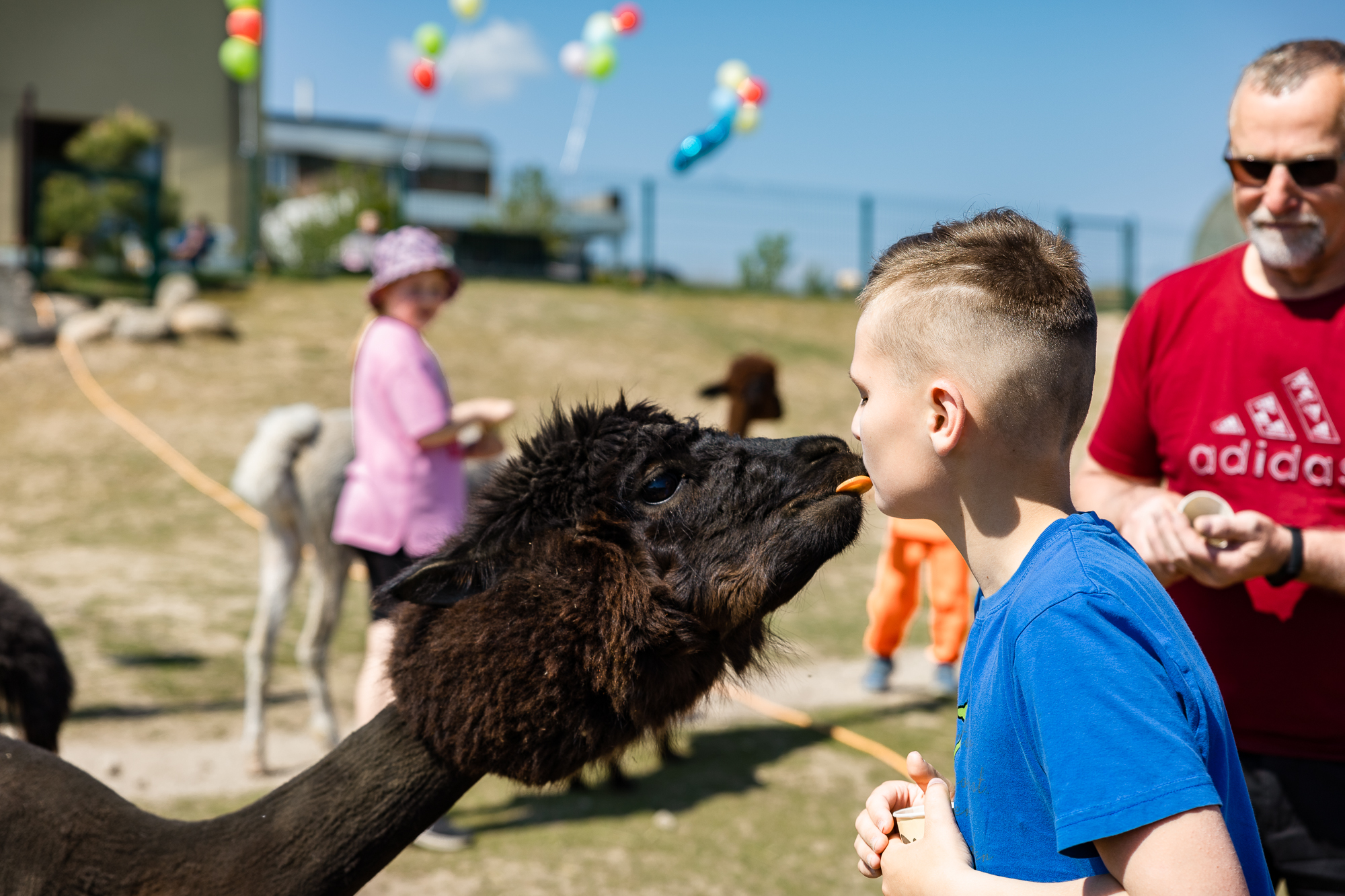 Edukacijos su alpakomis