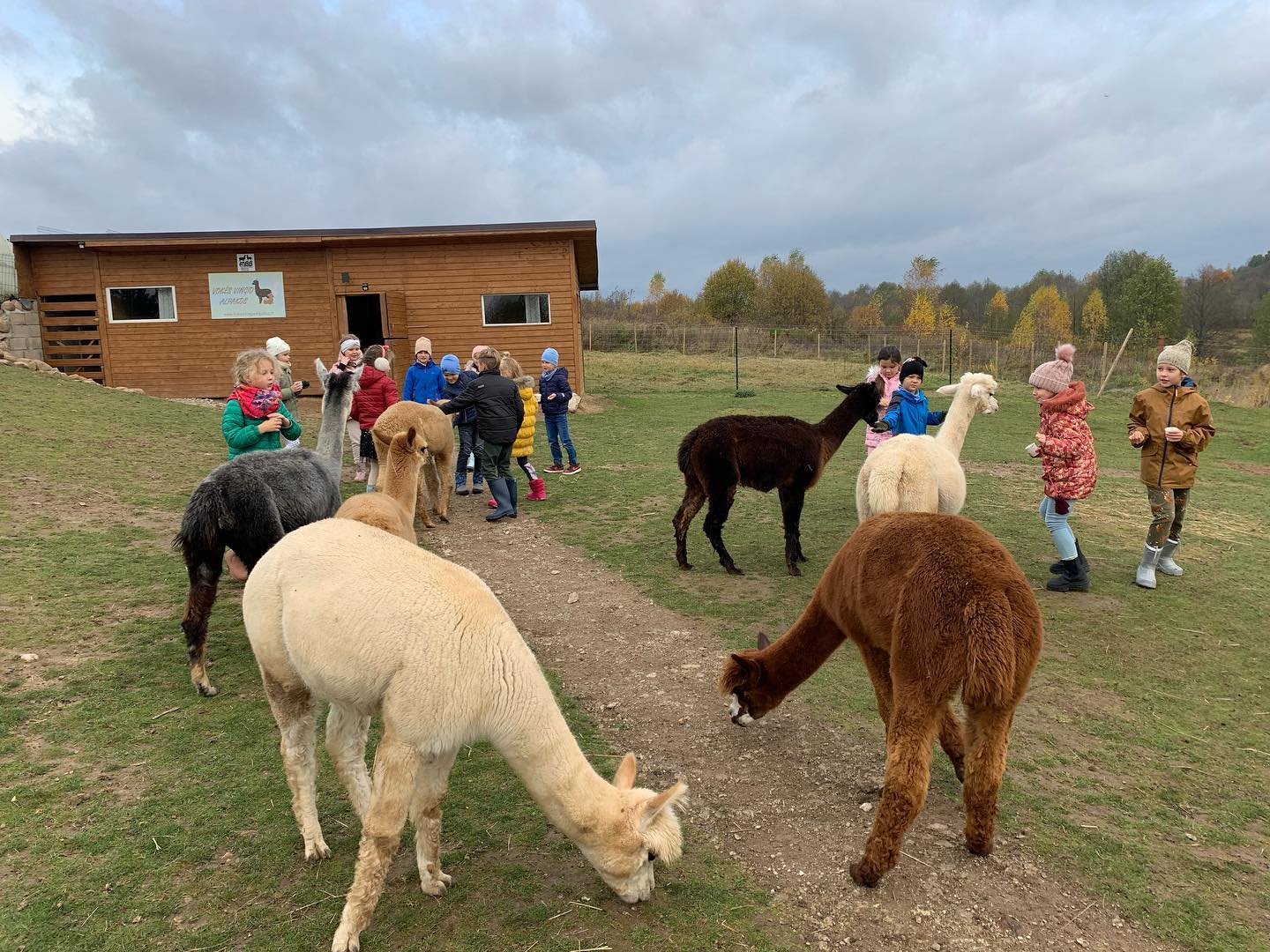 Edukacija su alpakomis darželių ir mokyklų grupėms