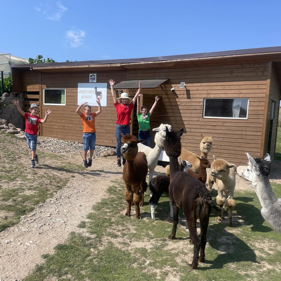 Vokės Vingio alpakos edukacijos