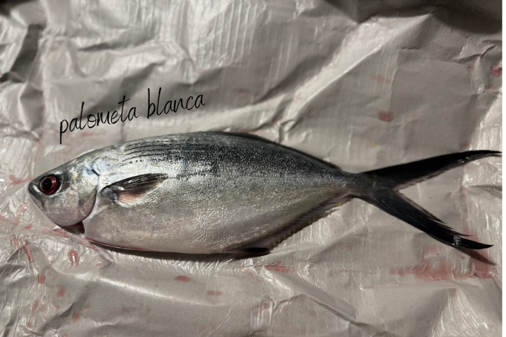 Žuvis Polometa blanca