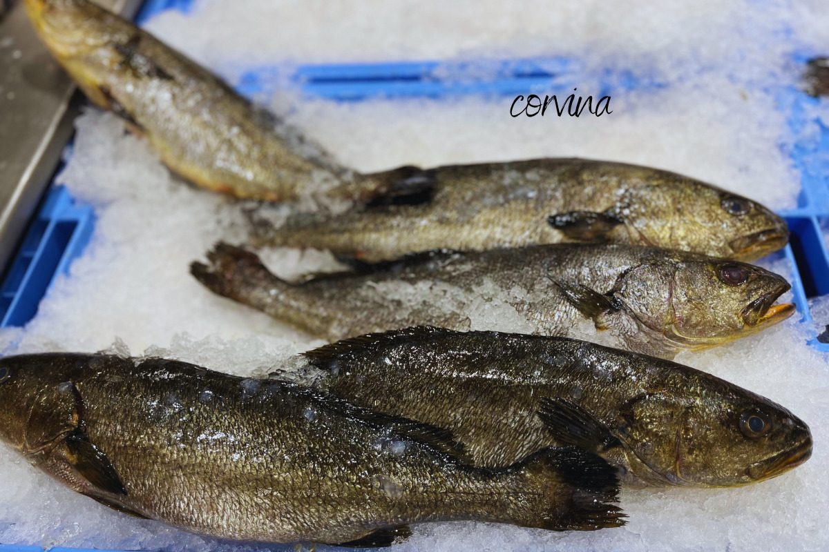 Žuvis Corvina