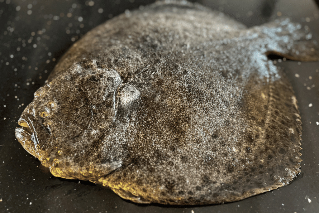 Žuvis Rodoballo, otas