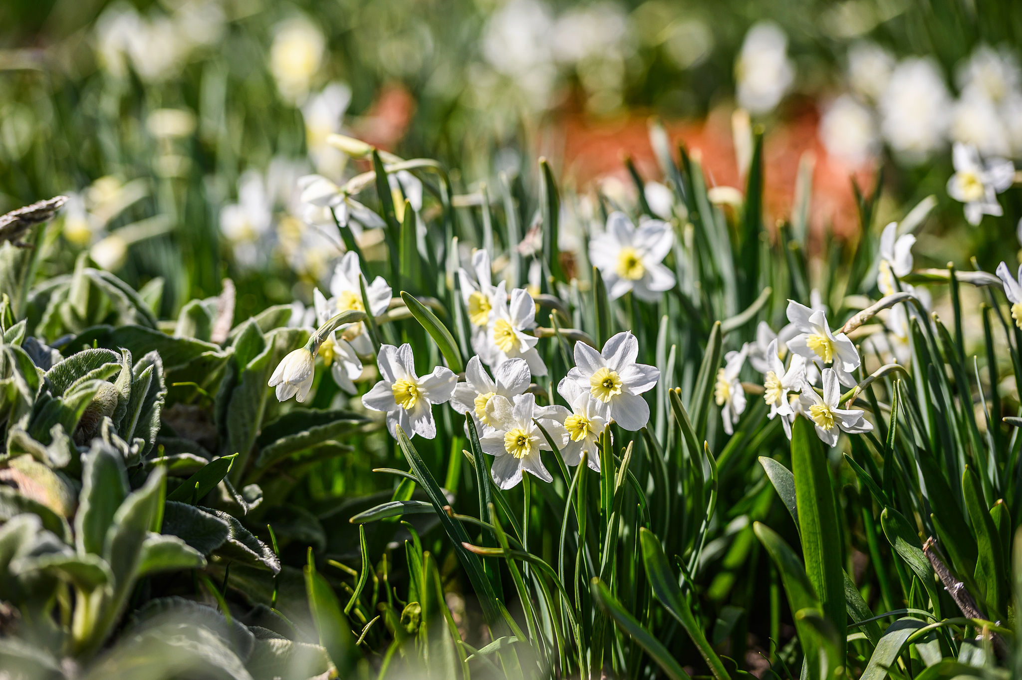 Motinos dienos proga savaitgalis Pakruojo dvare