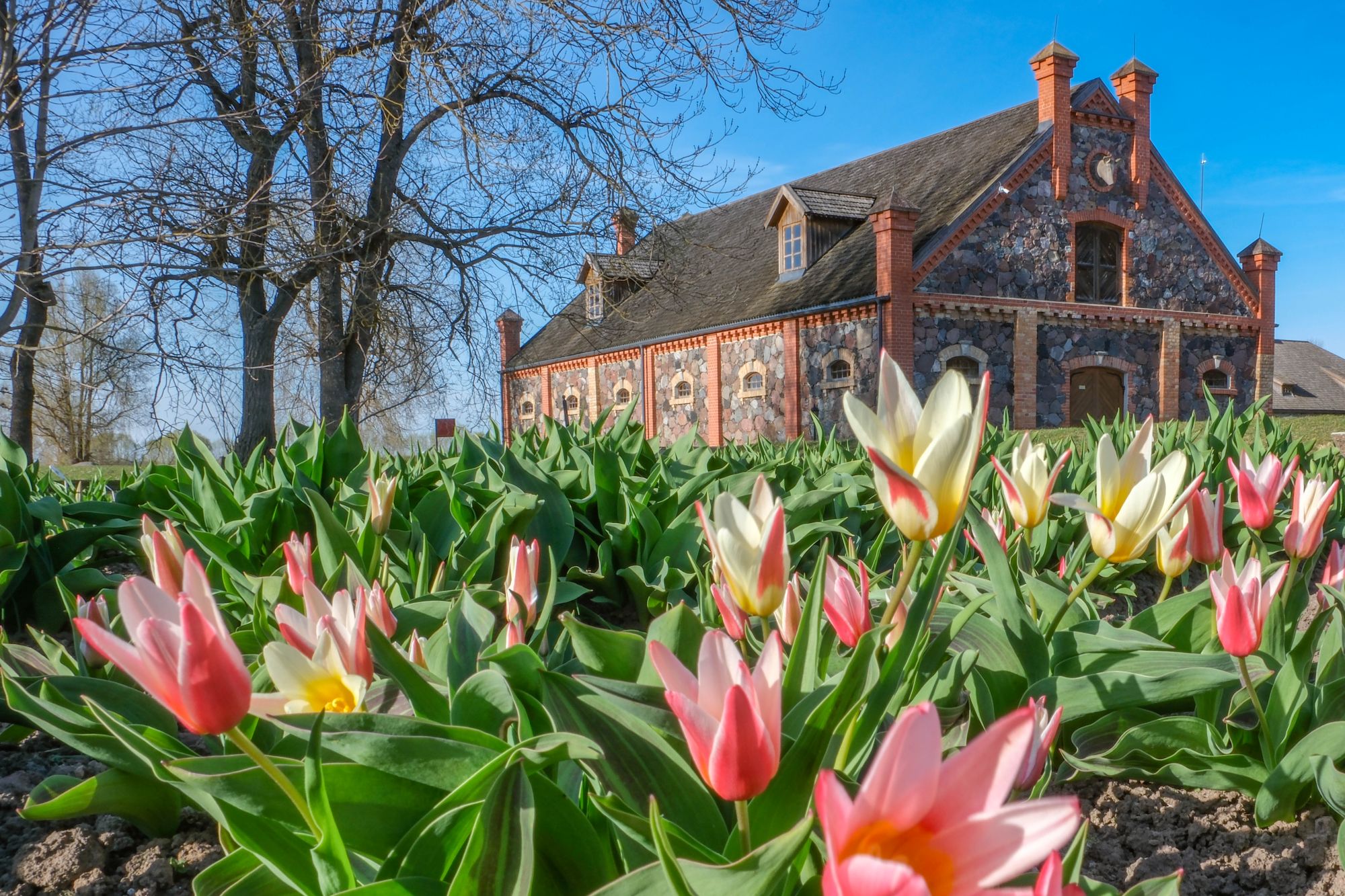 Burbiškio dvare pražydo pirmosios tulpės - artėja žydėjimo šventė