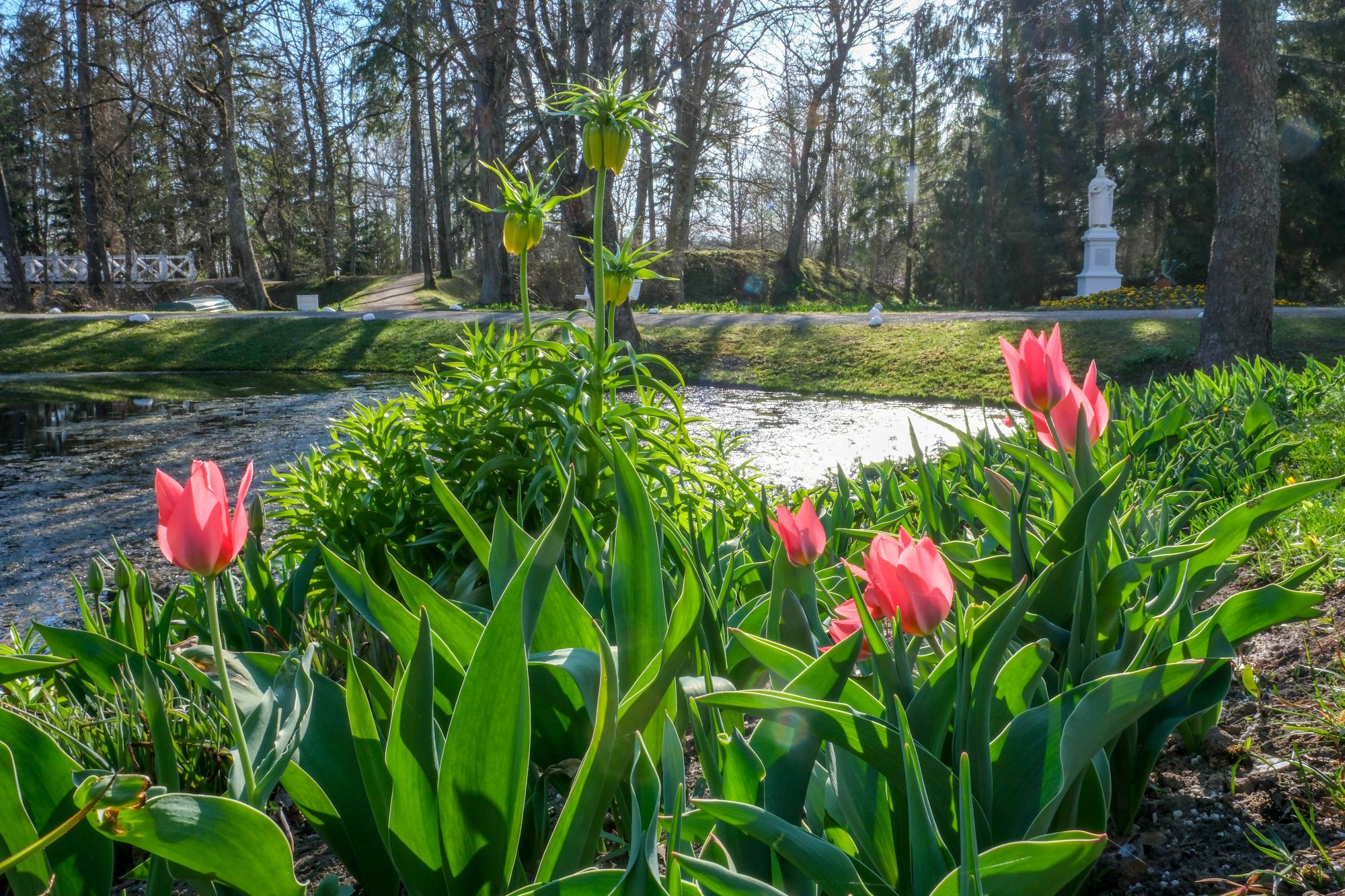 Burbiškio dvare pražydo pirmosios tulpės - artėja žydėjimo šventė