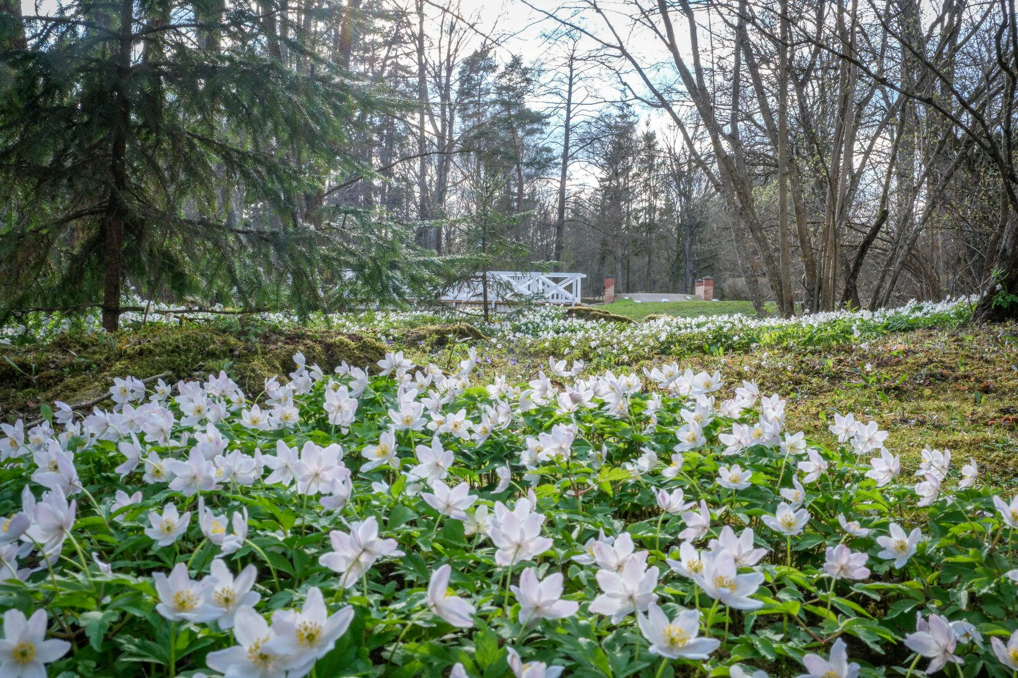Burbiškio dvaro žydėjimo šventė