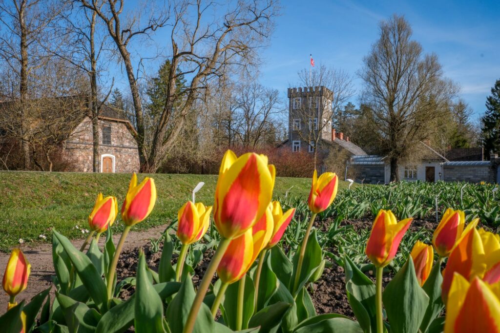 Burbiškio dvare pražydo pirmosios tulpės - artėja žydėjimo šventė