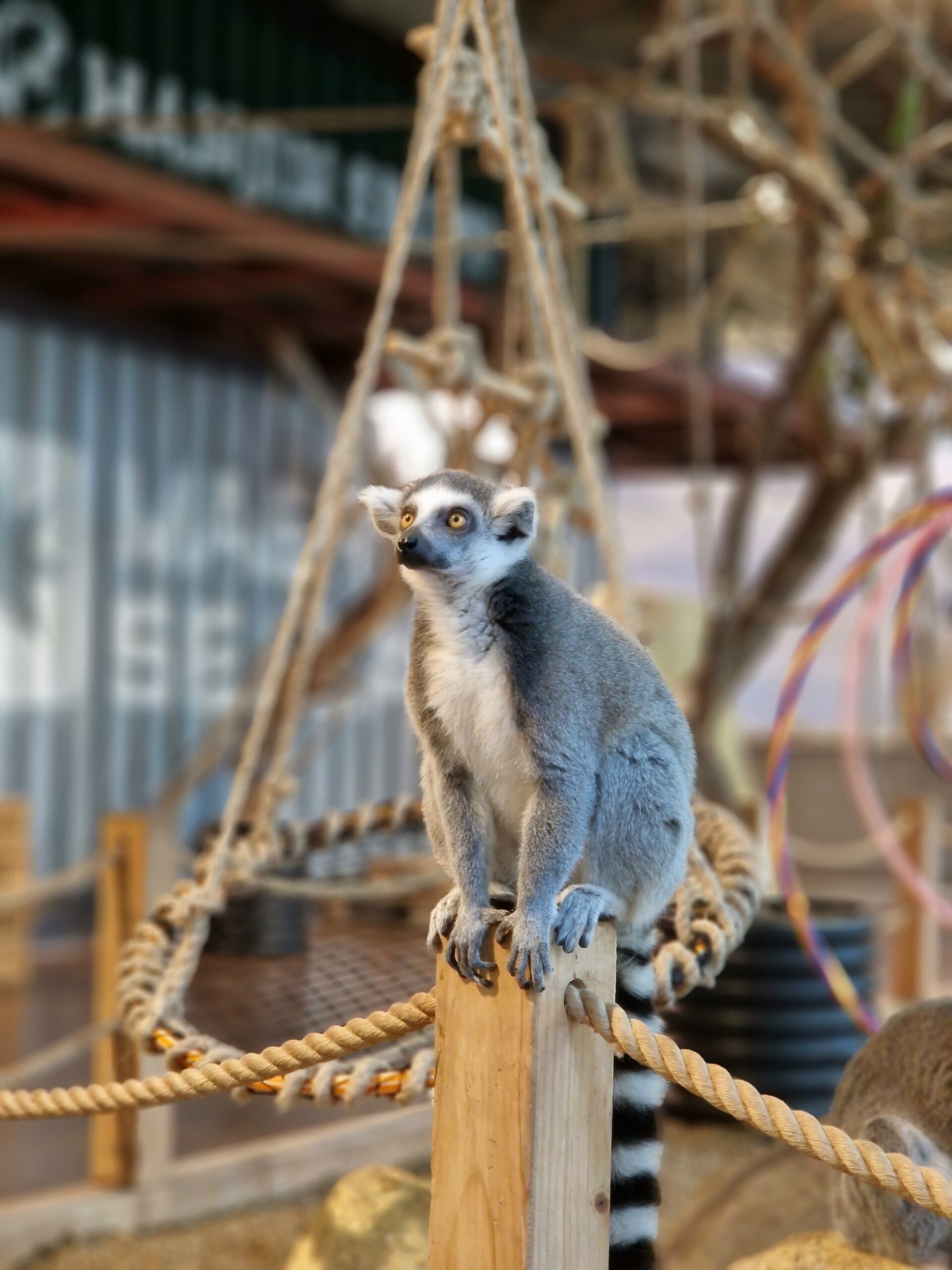 Išleistuvės Zoopark